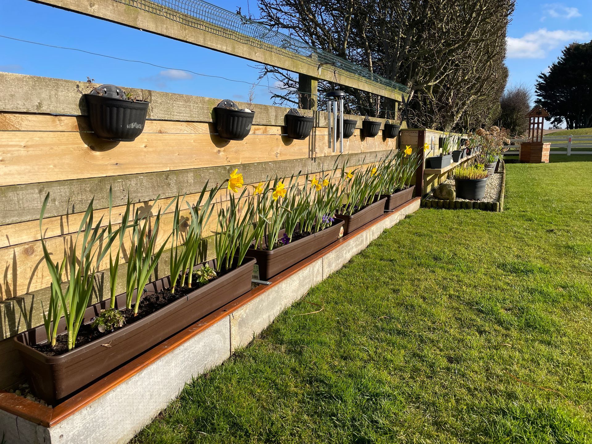 Daffodils in brown planters along a stone and wood fence in a sunny garden.