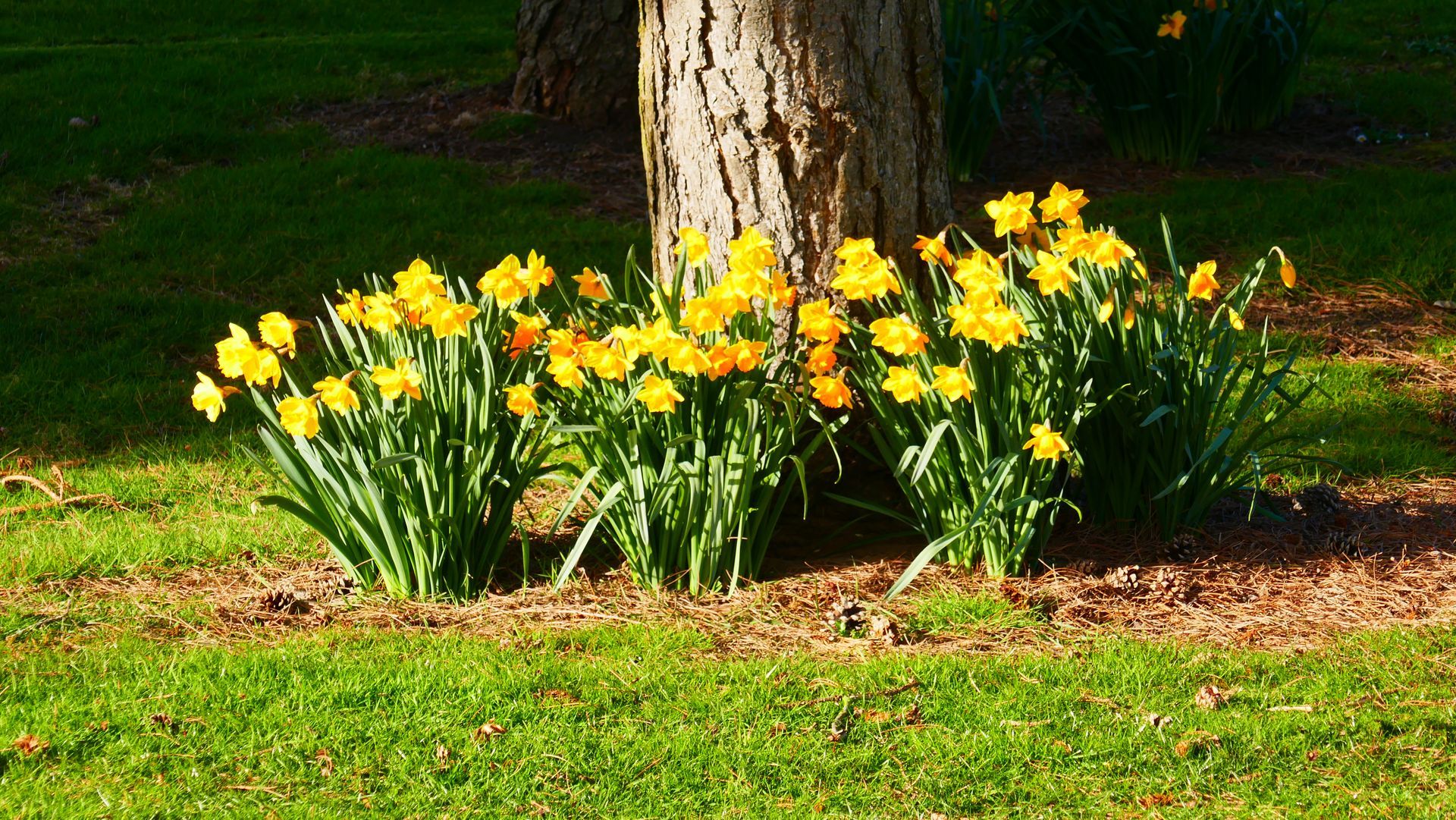 Yellow daffodils bloom at the base of a tree on a sunny day. Green grass surrounds.