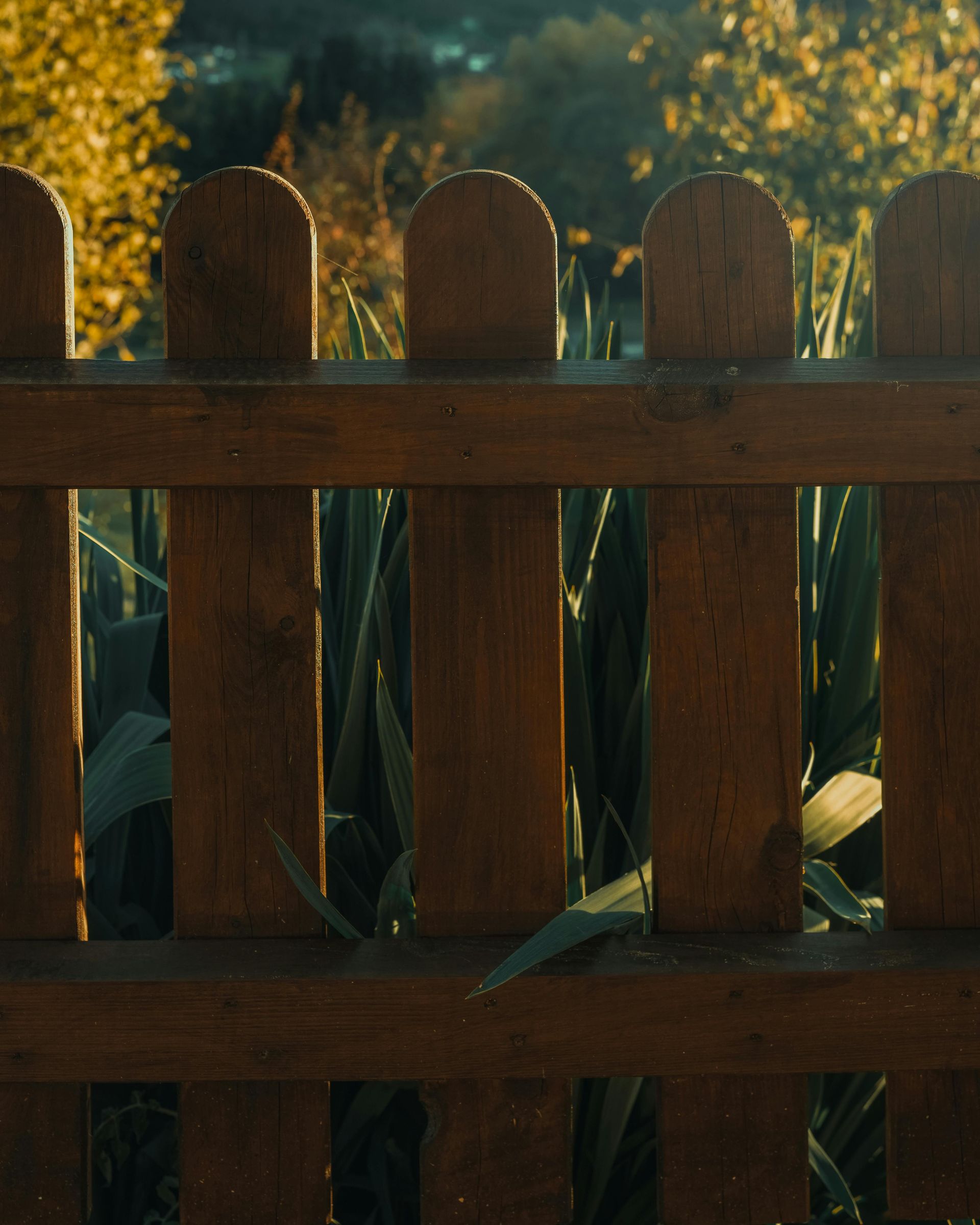 A rustic wooden picket fence stands in front of green, pointed leaves, illuminated by warm sunlight.