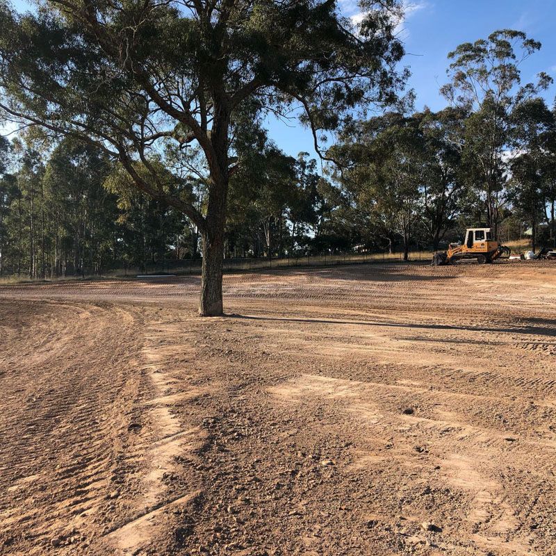A tree in the middle of a dirt field with trees in the background