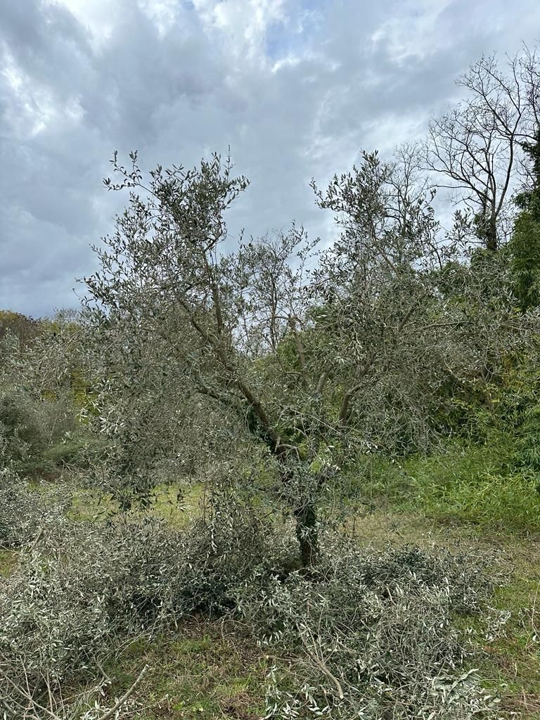 potature ulivi potature siepi Aulla Dema Green