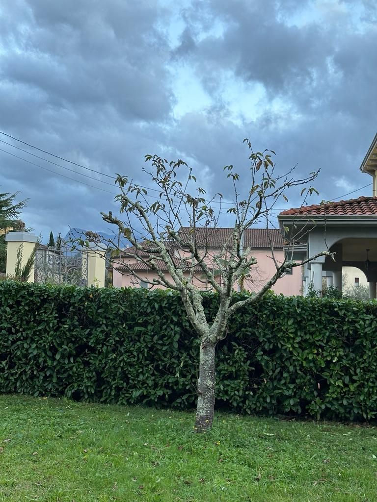 potature alberi La Spezia Dema Green