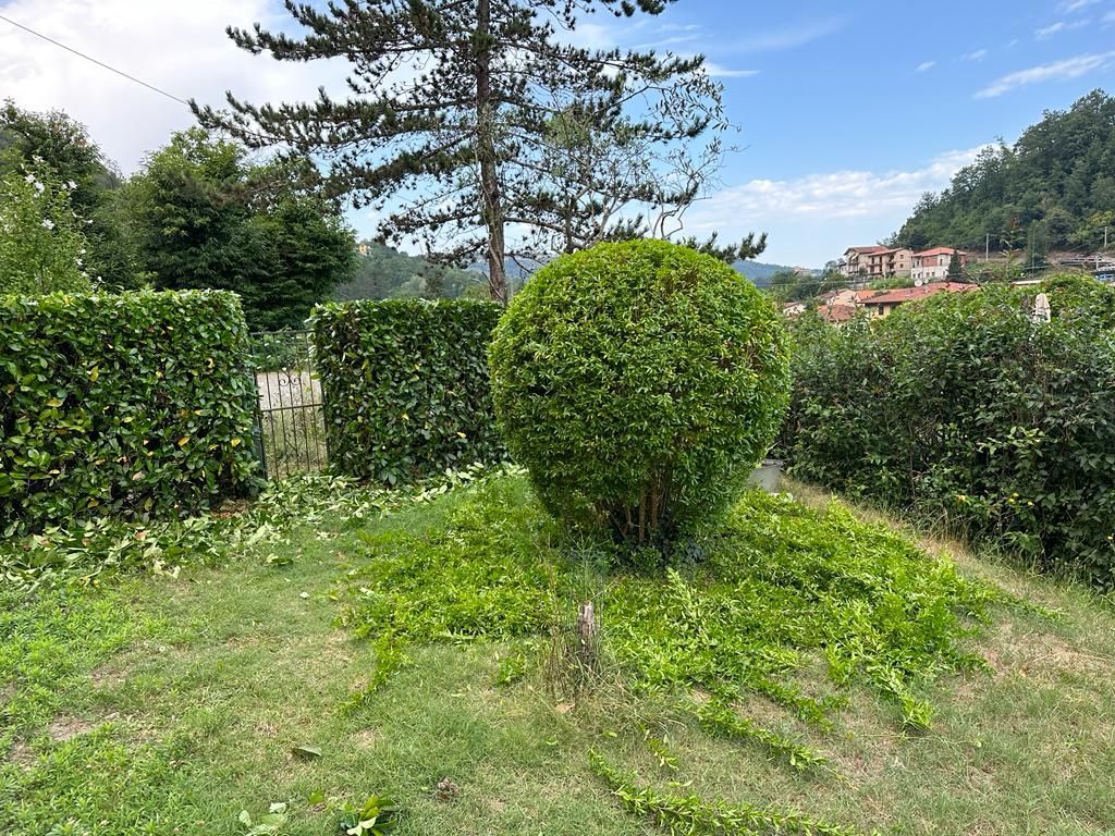 potature arte topiaria Aulla Dema Green