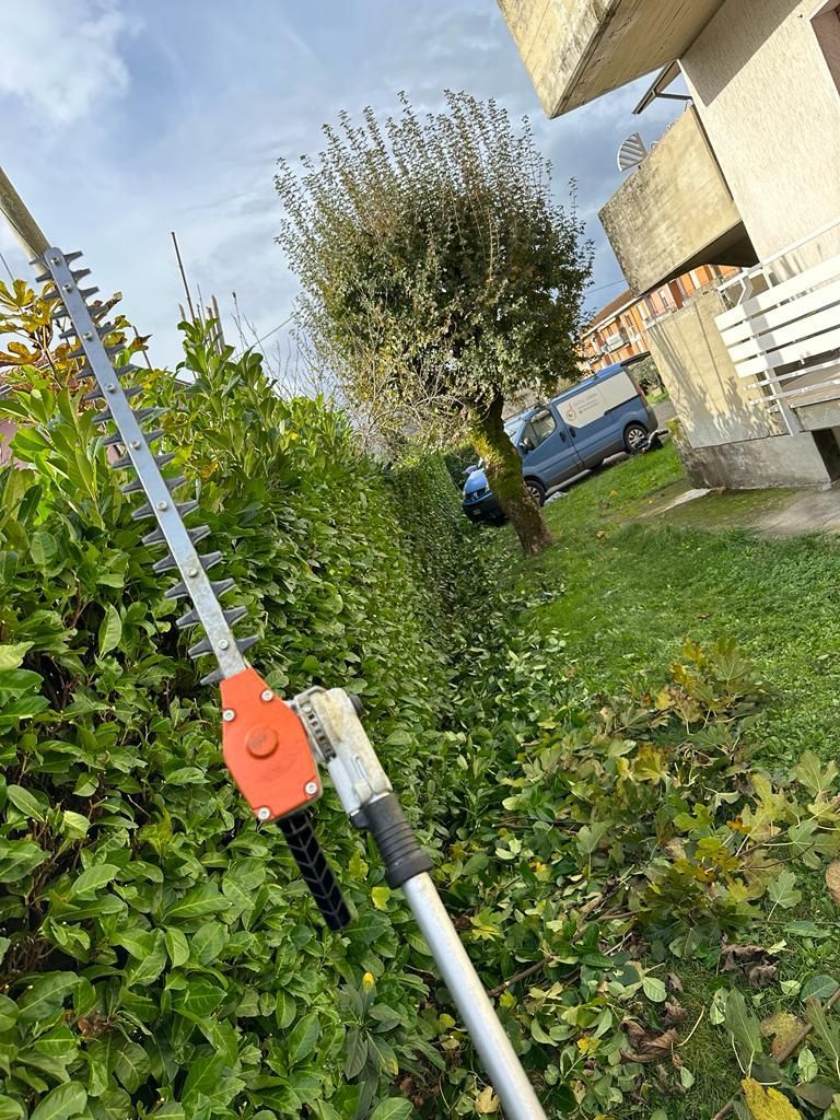 potature siepi Aulla Dema Green