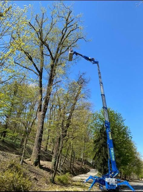 potature alberi Aulla Dema Green