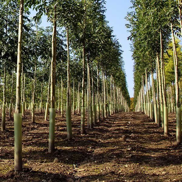 Large Tree Planting