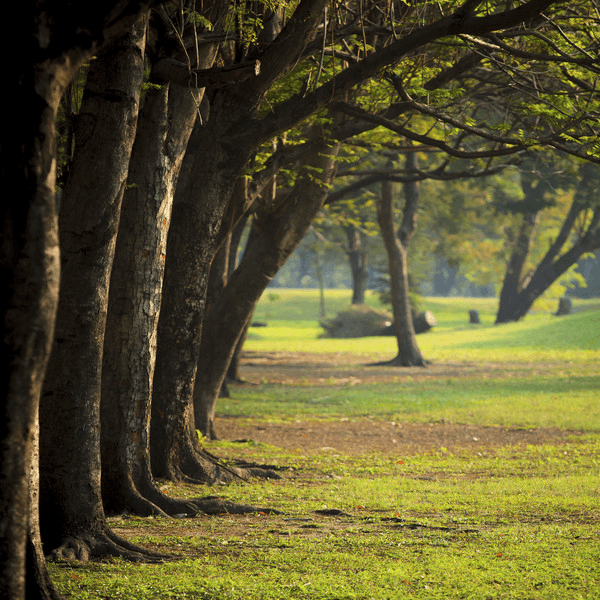 Disease affecting trees