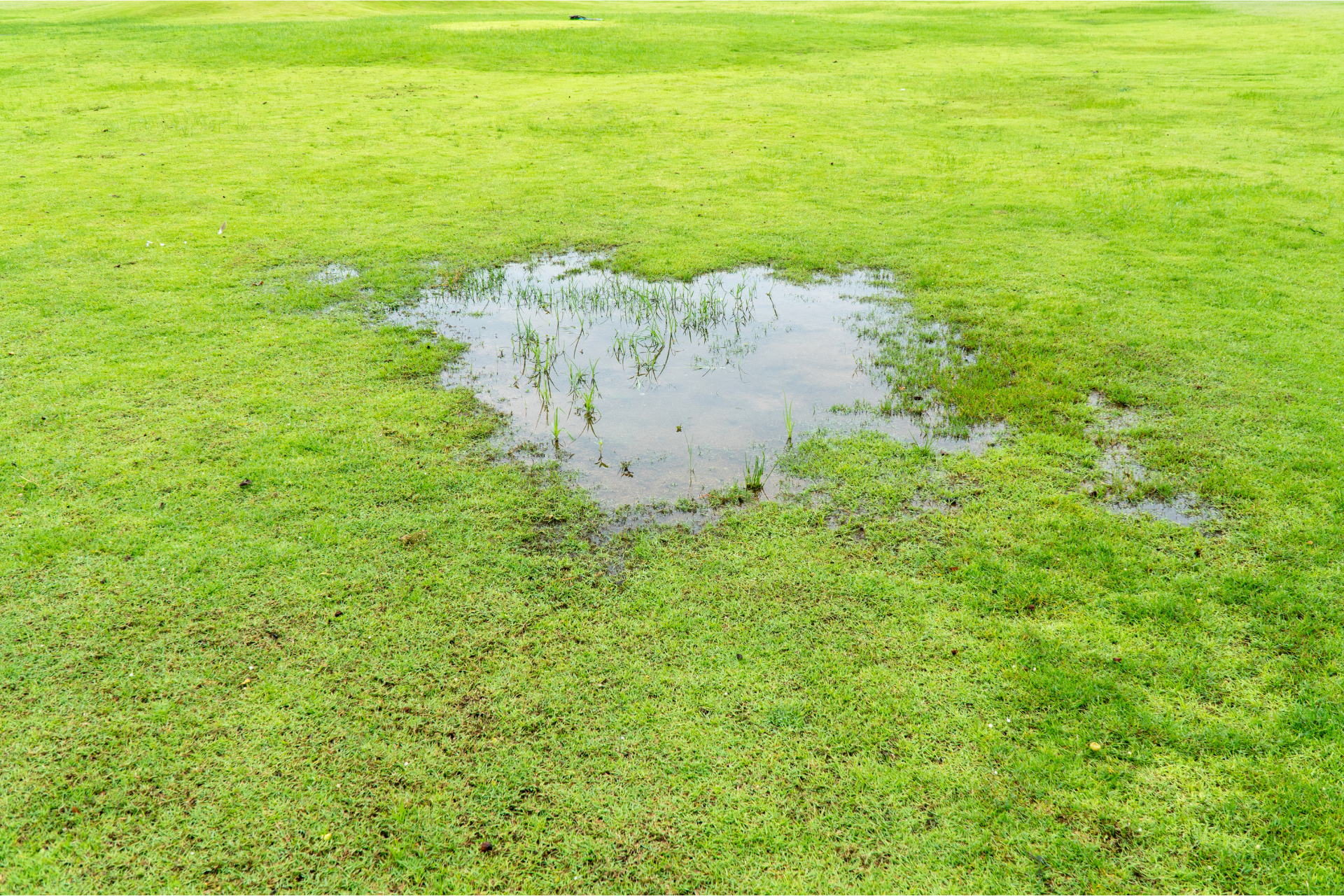A puddle of water in the middle of a lush green field.