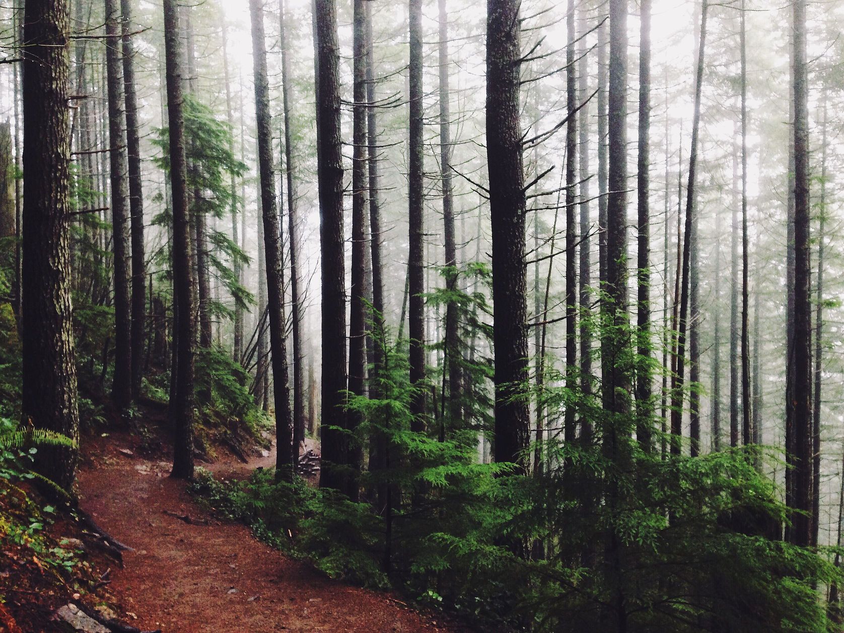 A path in the middle of a foggy forest