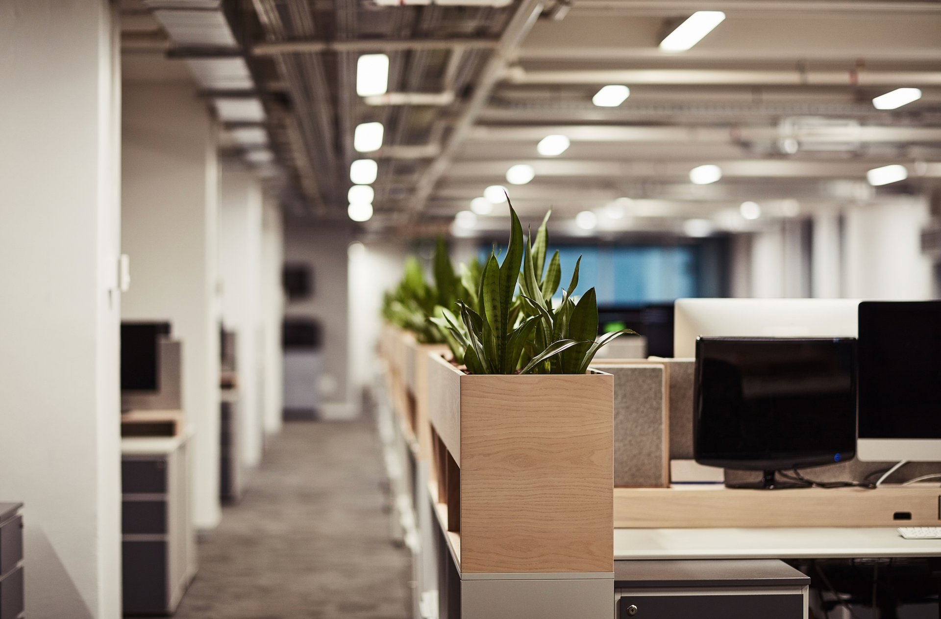 Office cubicle row with plants and computer monitors.