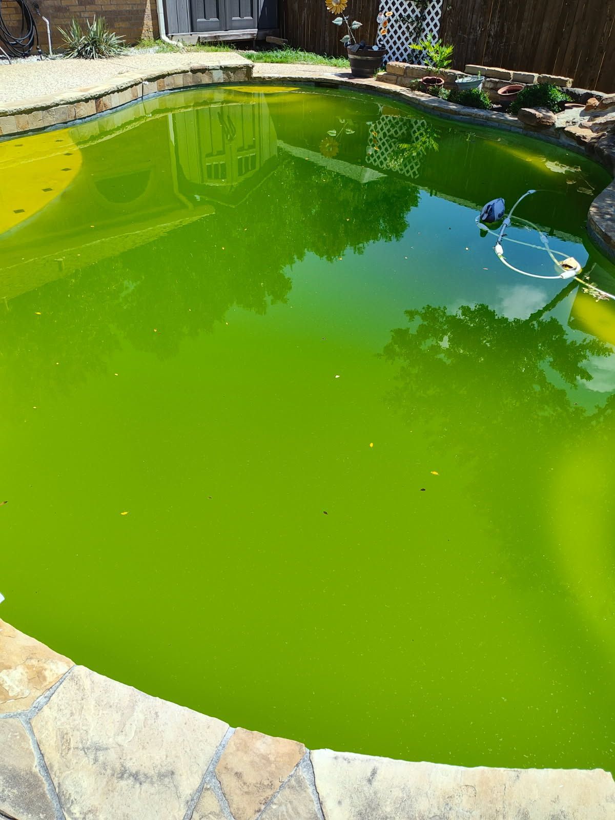 A before picture of a swimming pool covered in algae.