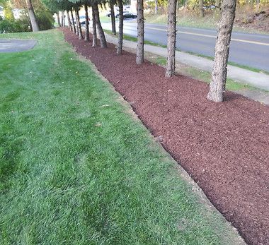 A row of trees lined up along a sidewalk next to a road.