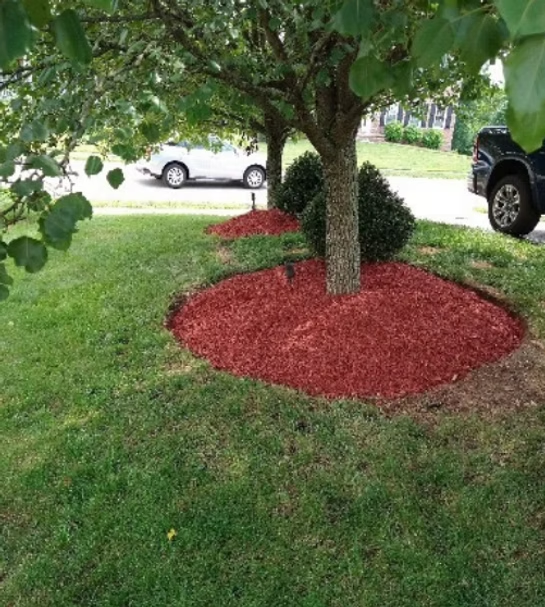 A tree is surrounded by red mulch and a car is parked in the background.