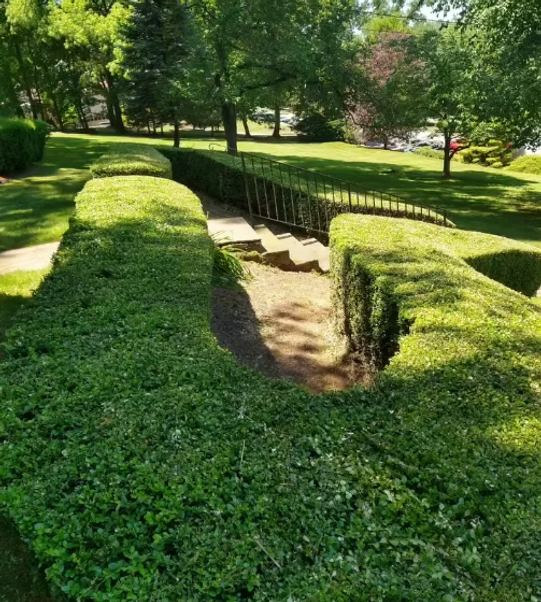 A maze of hedges in a park with a bridge in the background.