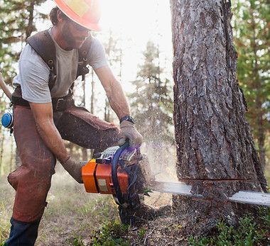 A man is cutting a tree with a chainsaw in the woods.