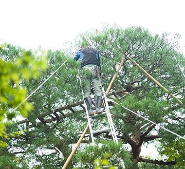 A man is standing on a ladder in a tree.
