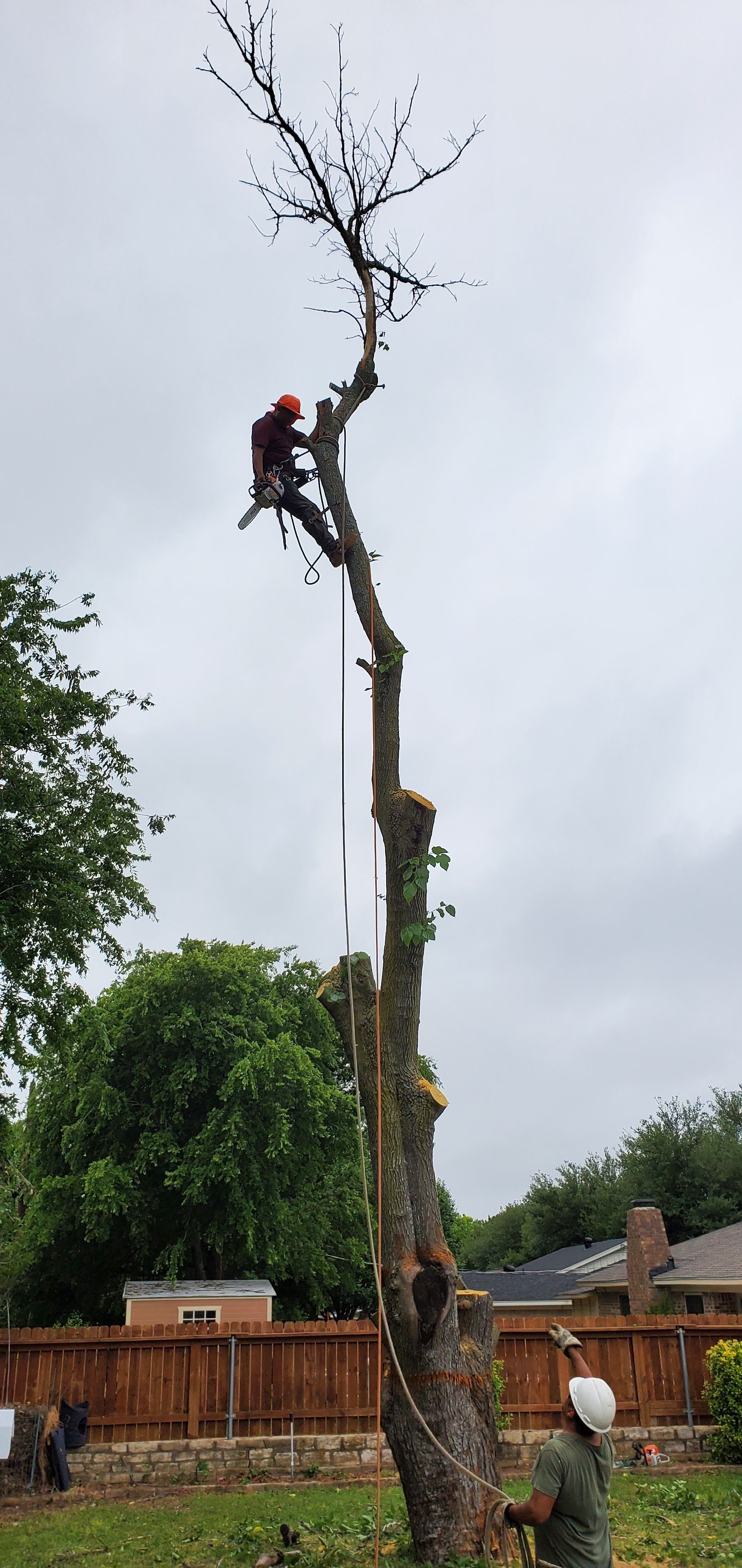 Tree being trimmed by a worker in safety gear, another worker assists below, overcast sky.
