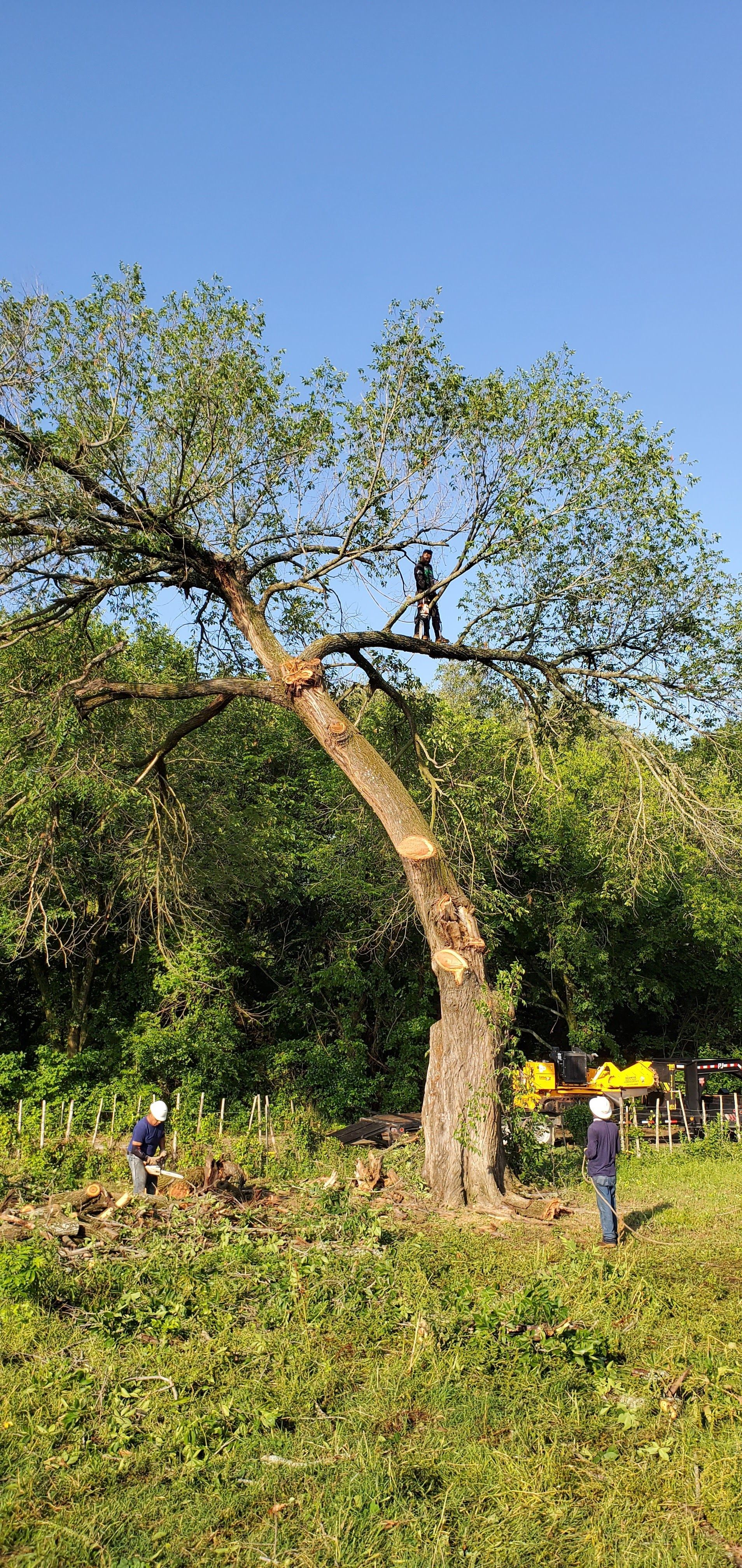 People cutting a tree. One person is in the tree, while two are on the ground carrying equipment. Green grass and blue sky.