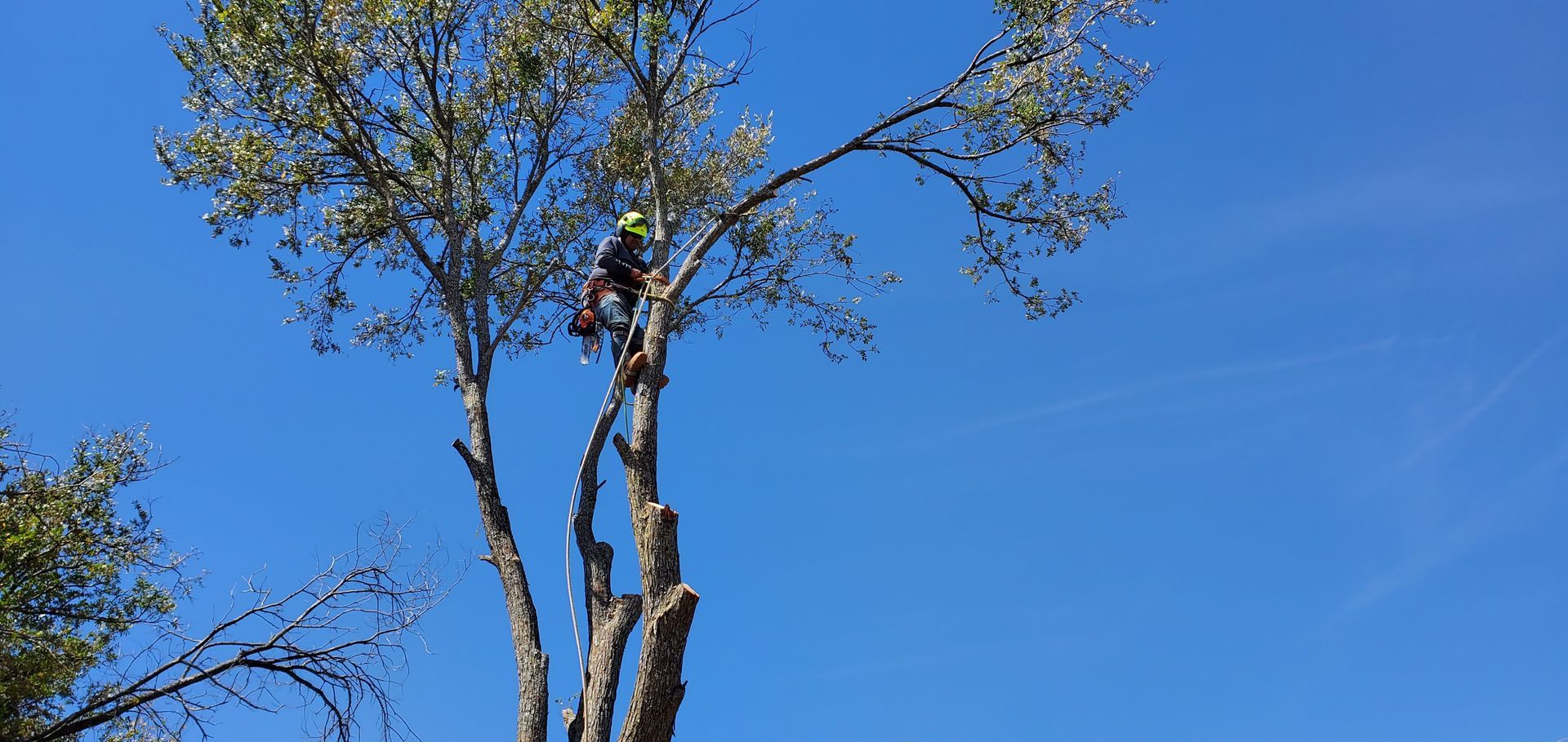 Arborist in a tree against a clear blue sky, cutting branches.