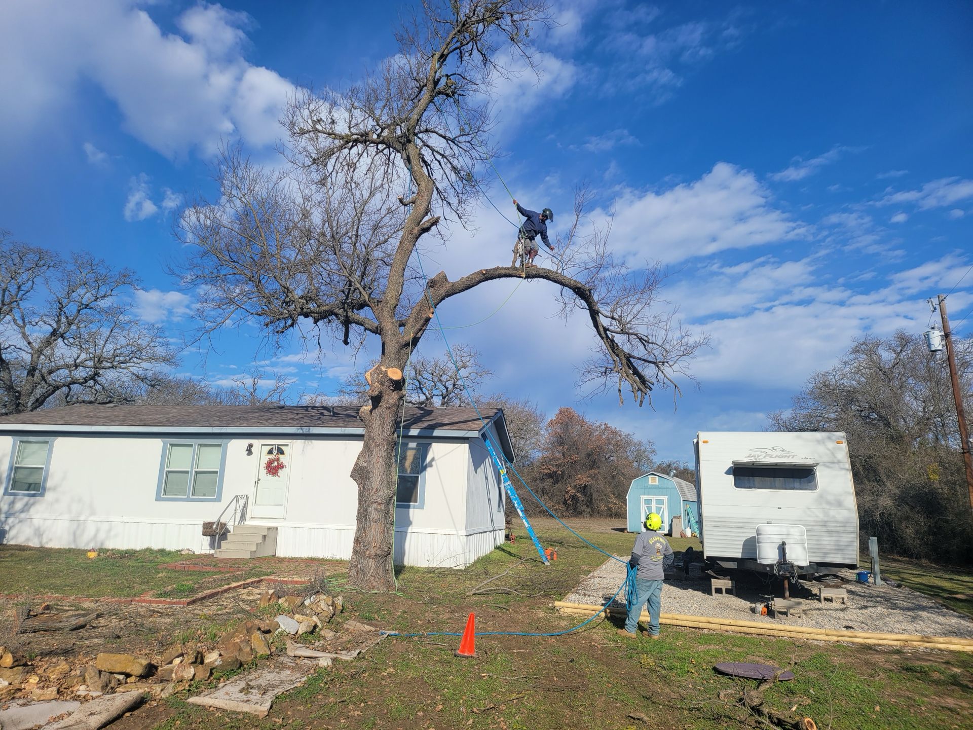 Two workers pruning a large tree next to a white house under a blue sky. One is in the tree, the other on the ground.