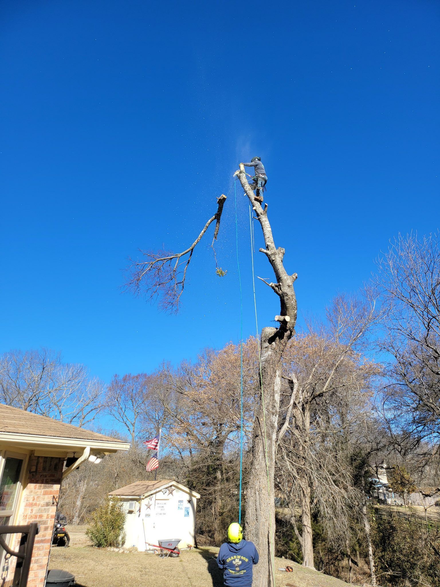 Man in safety gear cuts a tall tree against a blue sky, branches and wood chips flying.