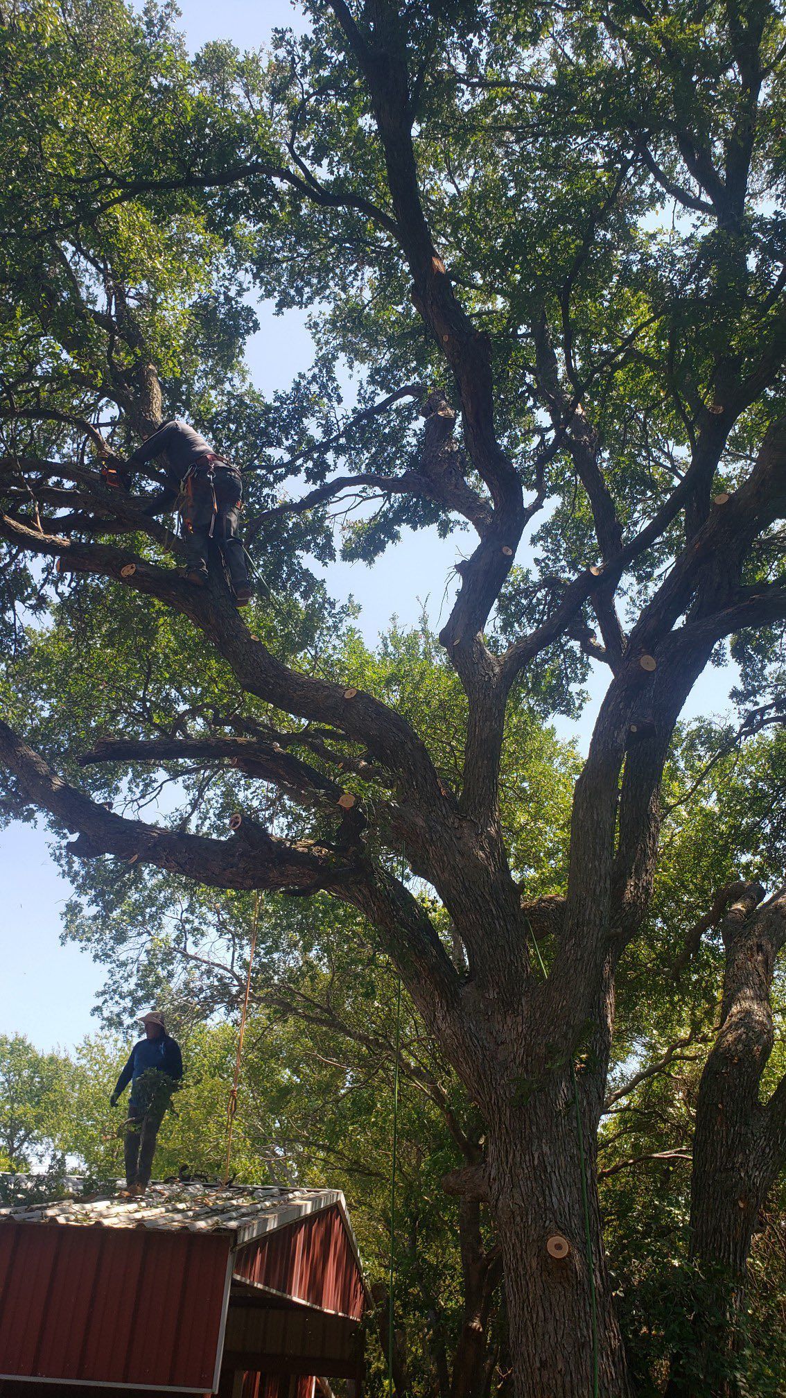 Person on a roof near a large tree being trimmed on a sunny day.