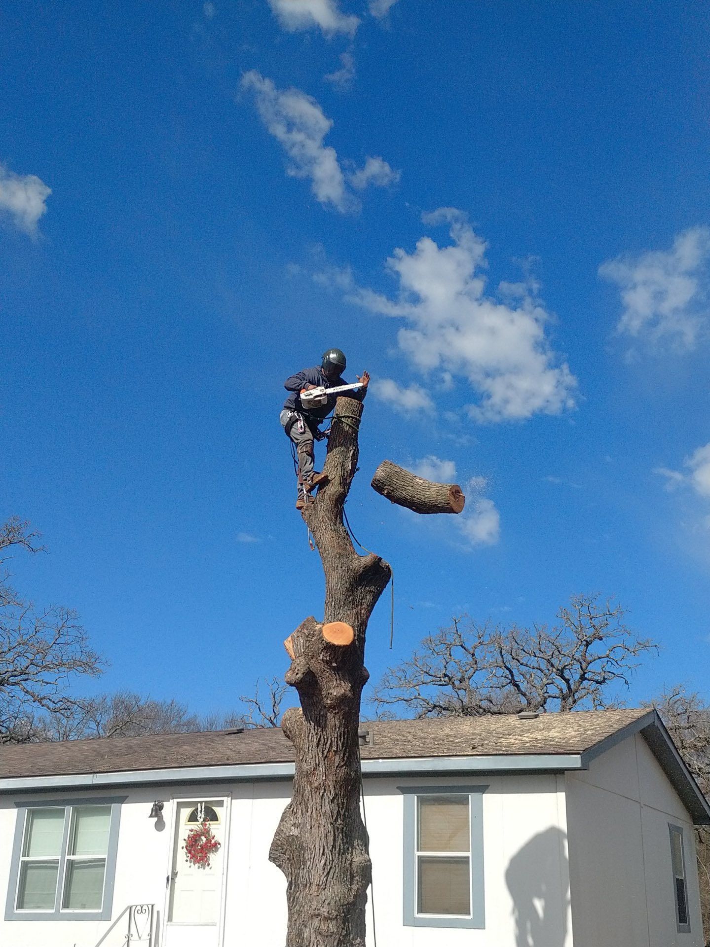A tree worker with a chainsaw atop a tall tree against a blue sky, cutting a branch near a house.