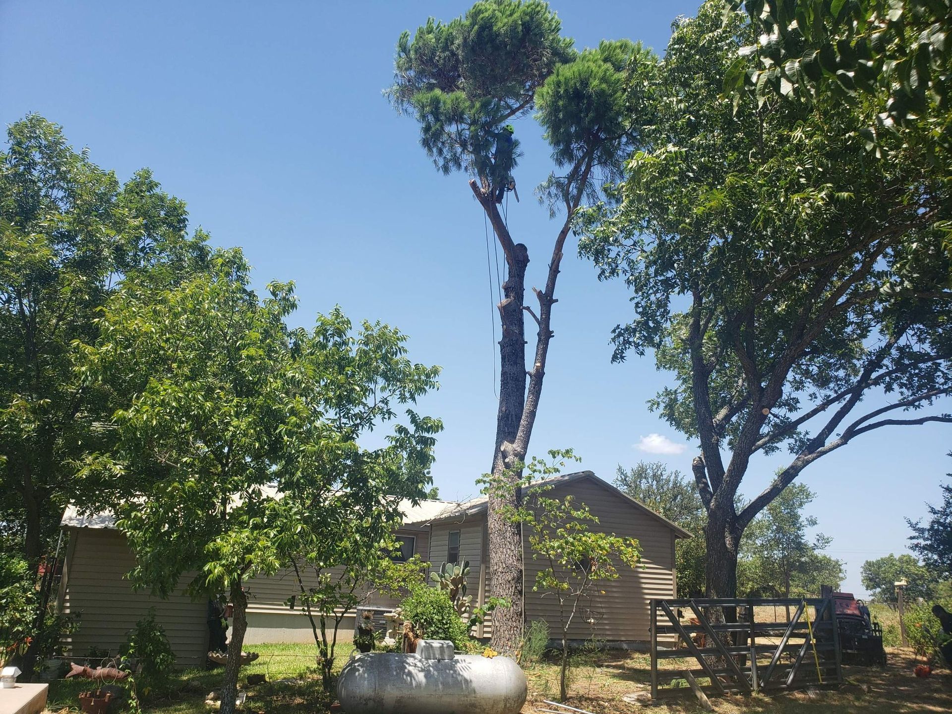 A tall tree with a cut trunk, surrounded by other trees, with a building and propane tank in the background.