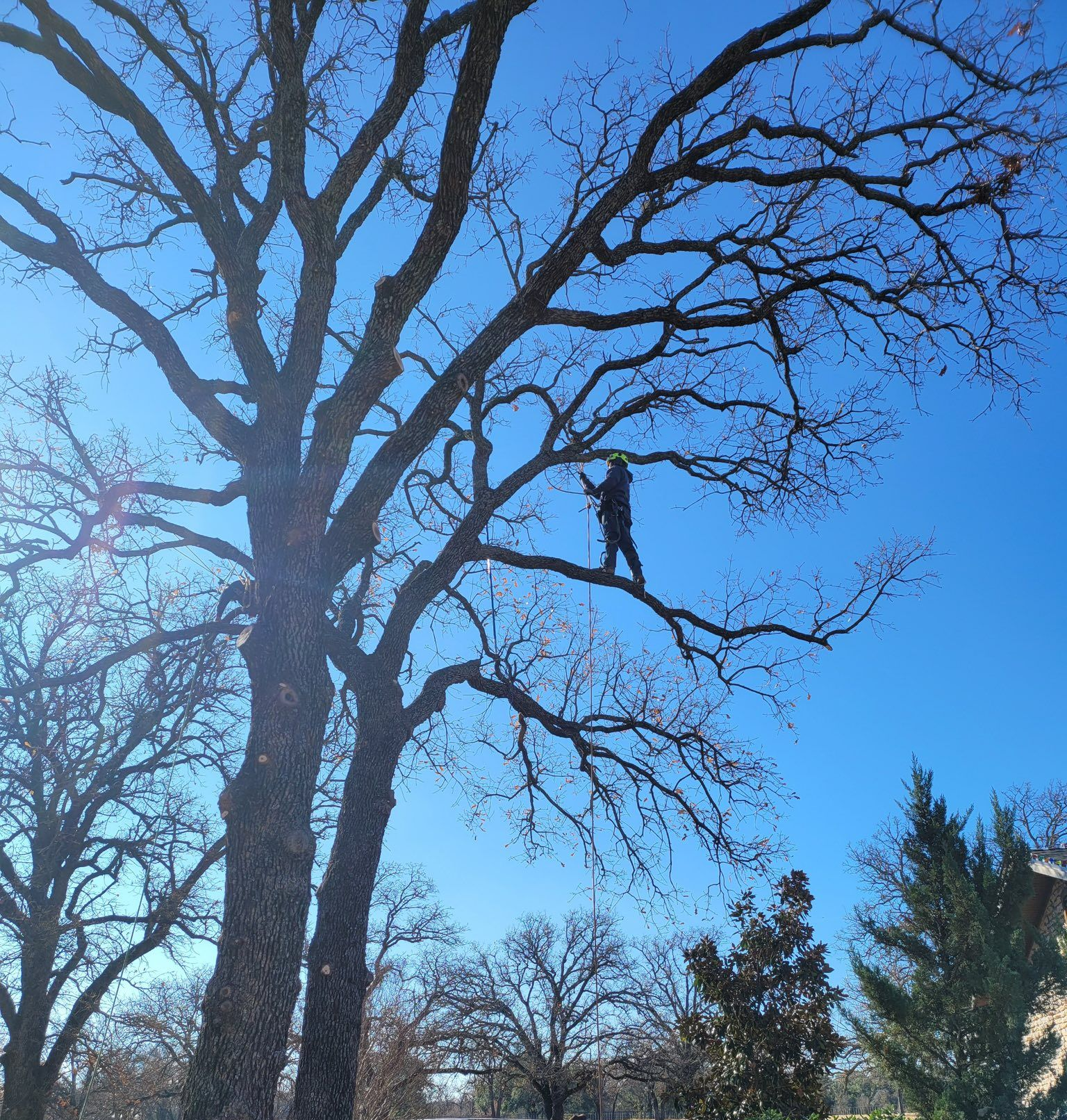 Person in a tree trimming branches against a bright blue sky.
