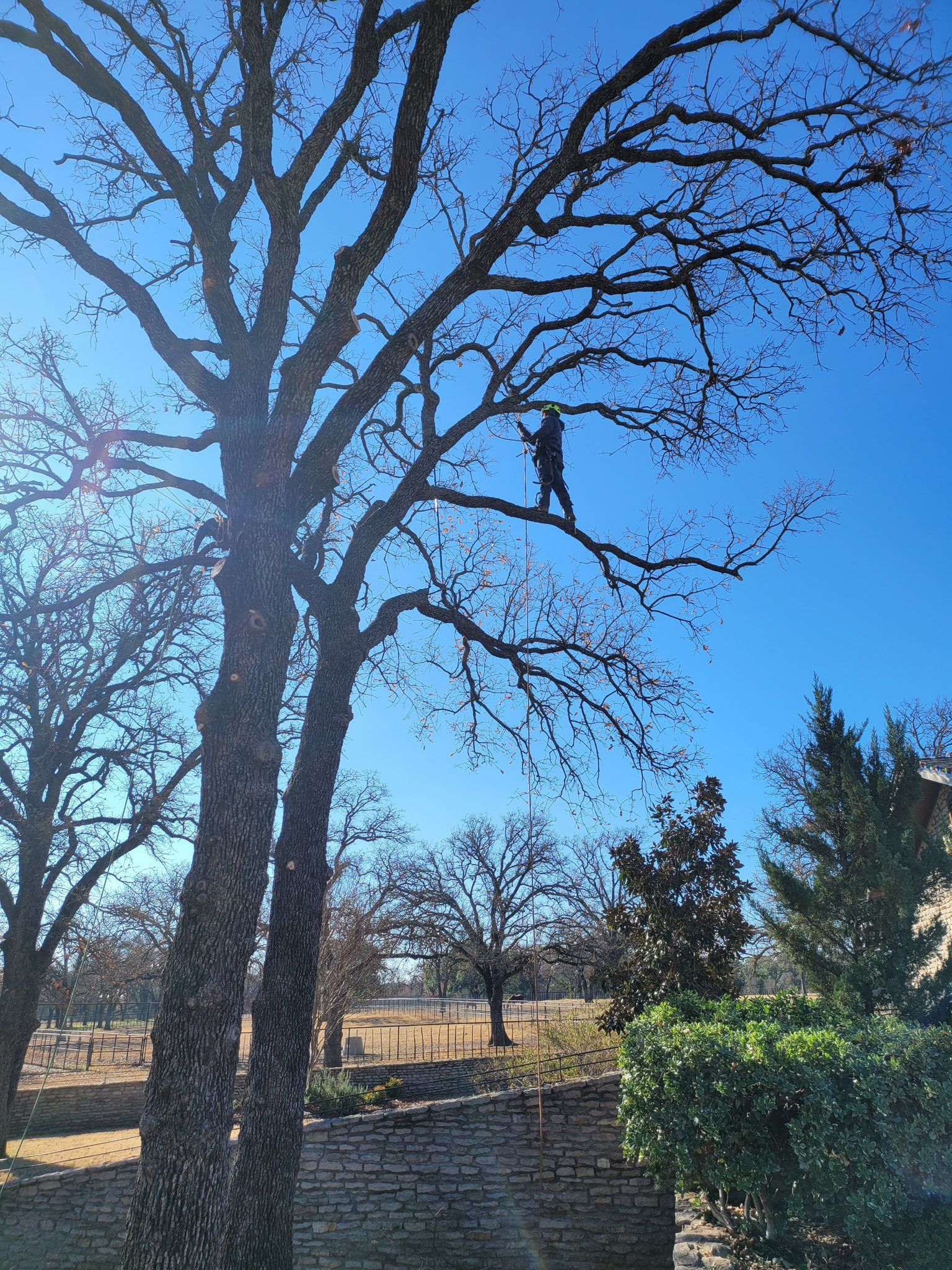 Person trimming a tall tree against a bright blue sky.
