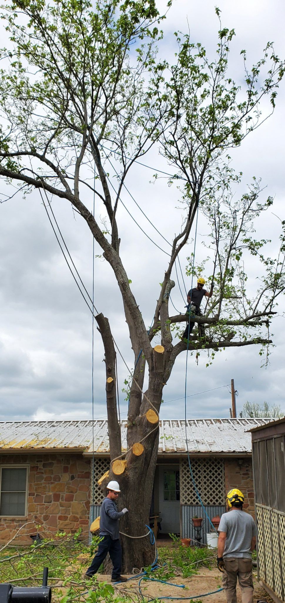 Tree being trimmed by tree service workers near a brick building on a cloudy day.