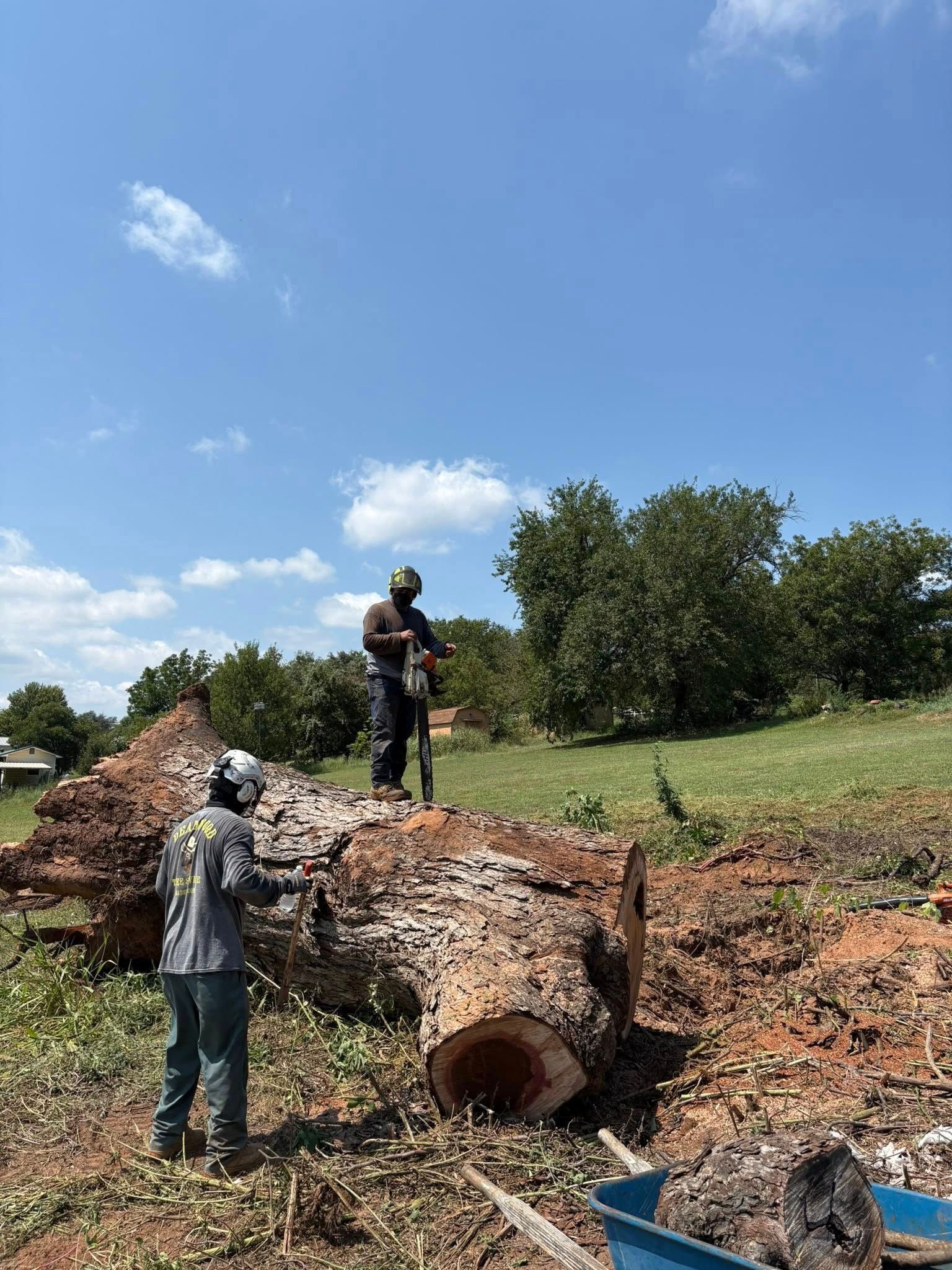Two people using chainsaws to cut a large fallen tree trunk outdoors on a sunny day.
