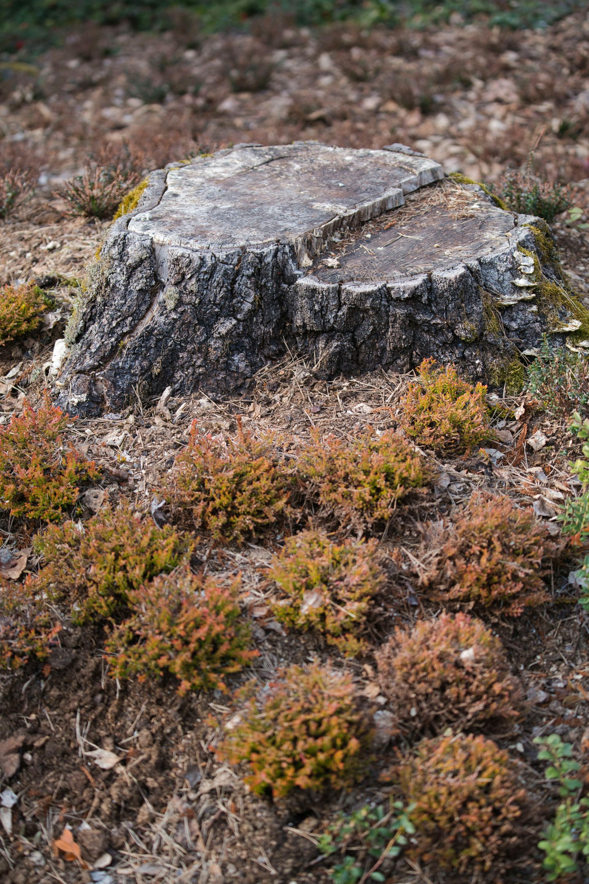 Close-up of a weathered tree stump surrounded by brown and green moss in a forest clearing