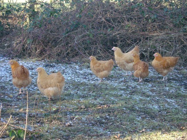Hens in Winter