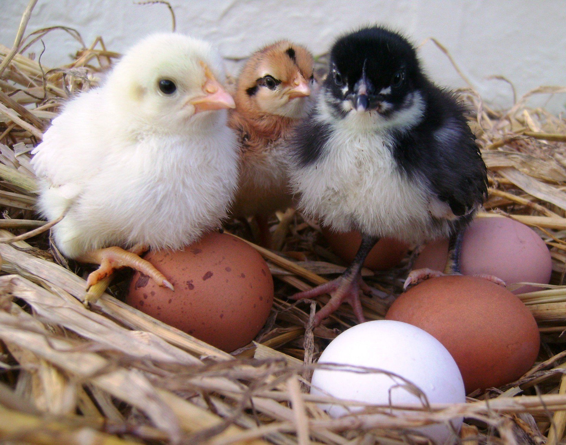 Pure White Leghorn Chicken Fertile Hatching Eggs Fresh Daily Hatch incubate 6