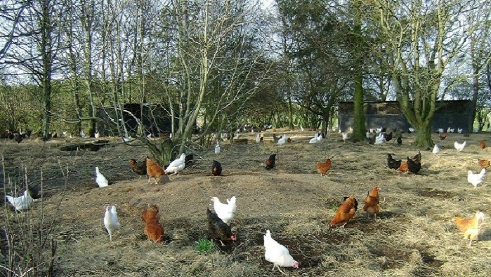 Free-range hens at Durham Hens, winner of the Grow Your Own Best UK Poultry Retailer Award in 2013.