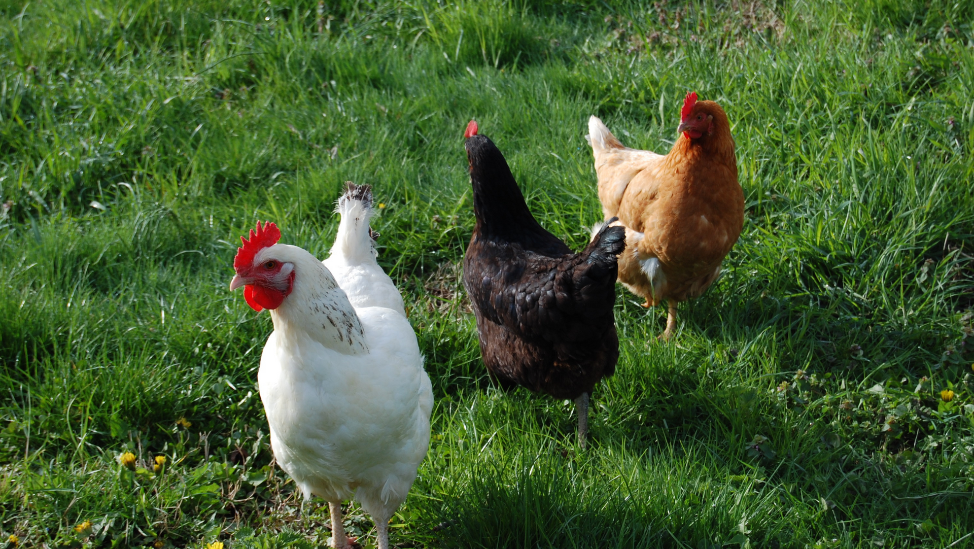Free Range Hens