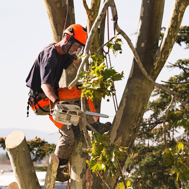 Tree Removal — Majors Creek, QLD — Peter the Tree Men