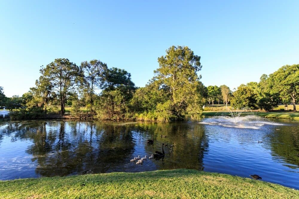 A Pond With Swans And Ducks In It In A Park — Economy Waste Group | Skip Bins Central Coast In Doyalson, NSW