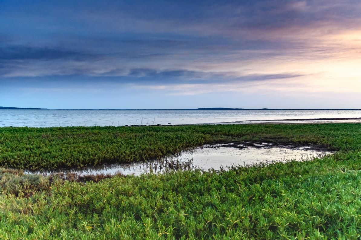 A Swamp With A Small Pond In The Middle Of It And A Body Of Water In The Background — Economy Waste Group | Skip Bins Central Coast In Chittaway Bay, NSW