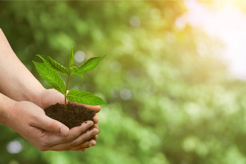 A Person Is Holding A Small Plant In Their Hands — Economy Waste Group | Skip Bins Central Coast In Chittaway Bay, NSW