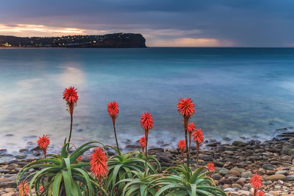 Red Flowers Are Growing On A Rocky Beach Next To The Ocean — Economy Waste Group | Skip Bins Central Coast In MacMasters Beach, NSW