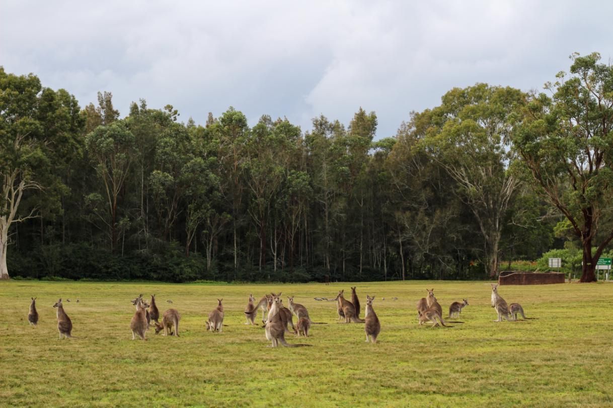 A Herd Of Kangaroos Are Standing In A Grassy Field — Economy Waste Group | Skip Bins Central Coast In Morisset, NSW