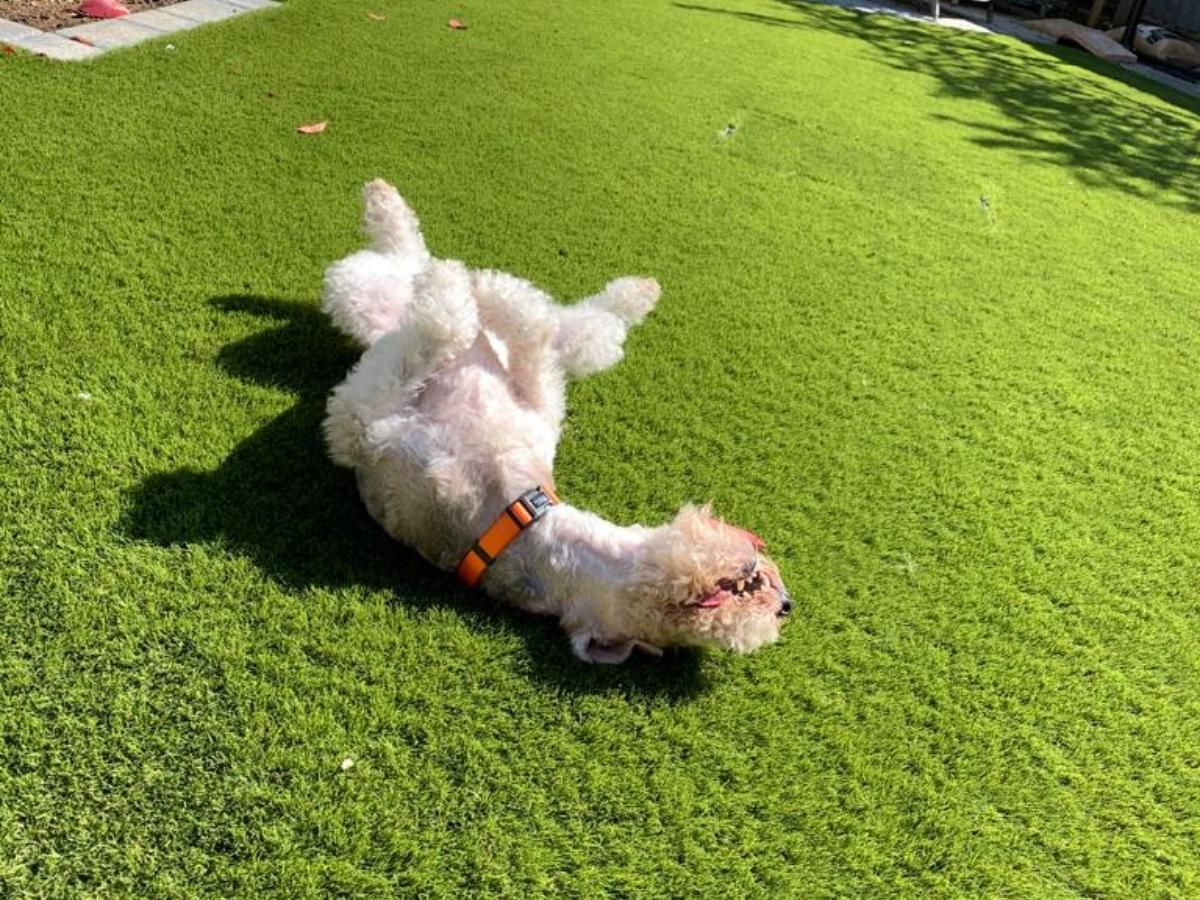 dog rolling around on artificial grass
