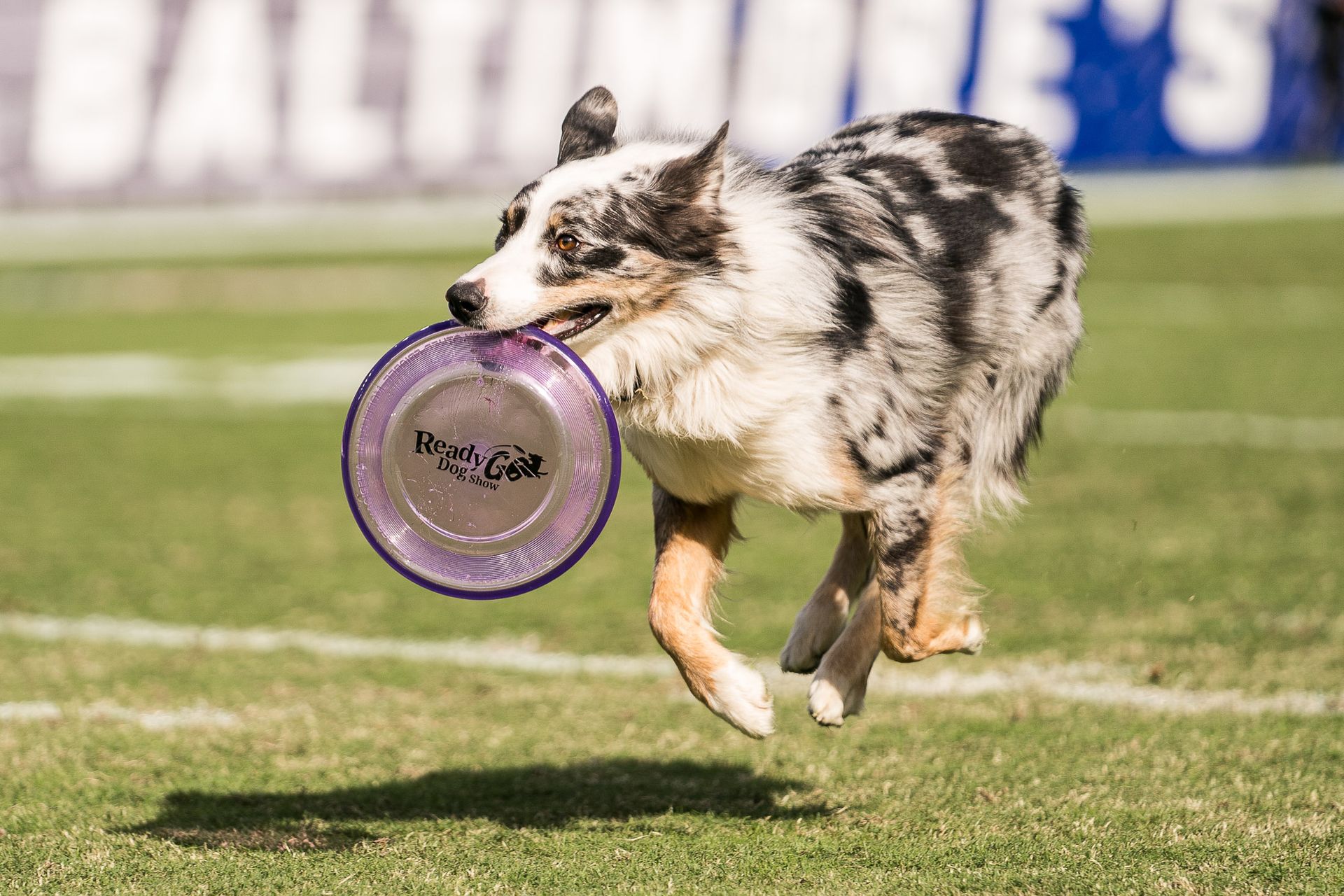 A dog is flying through the air with a frisbee in its mouth.