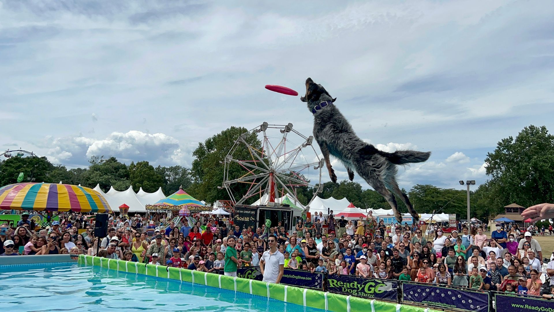 A dog is jumping in the air to catch a frisbee in a pool.