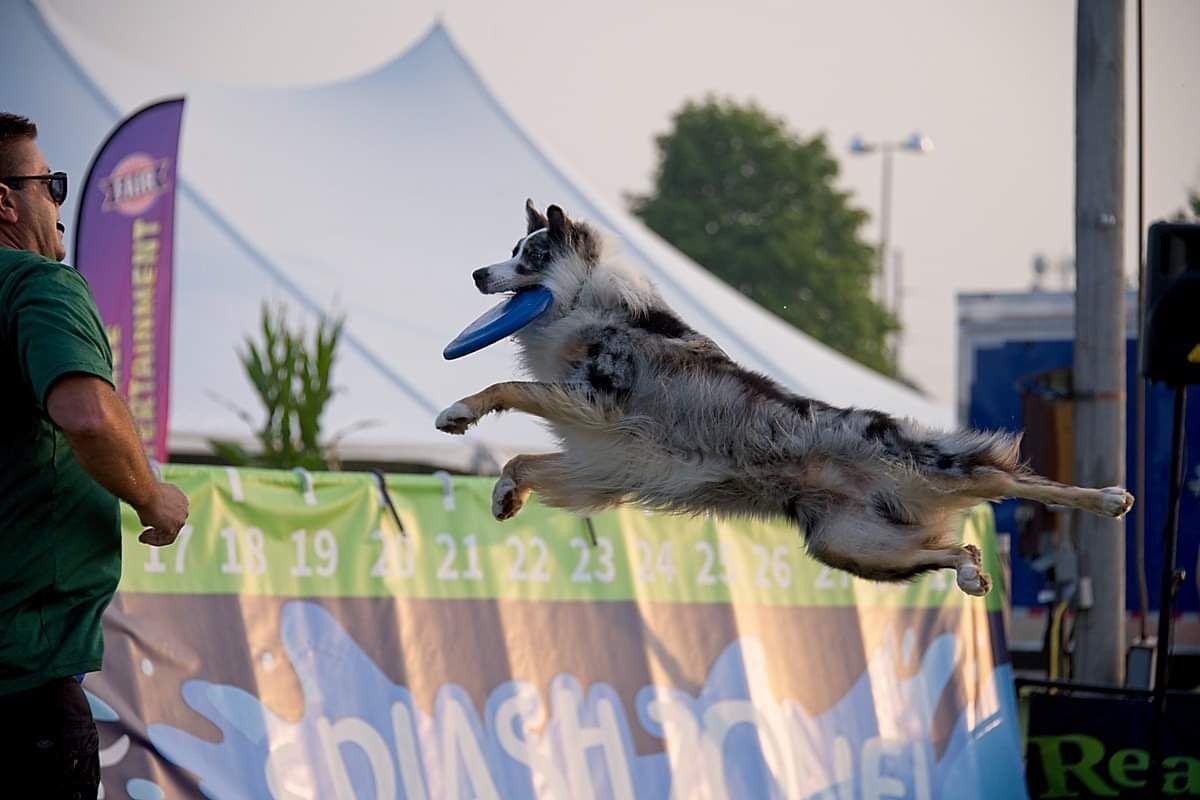 A dog is jumping in the air with a frisbee in its mouth