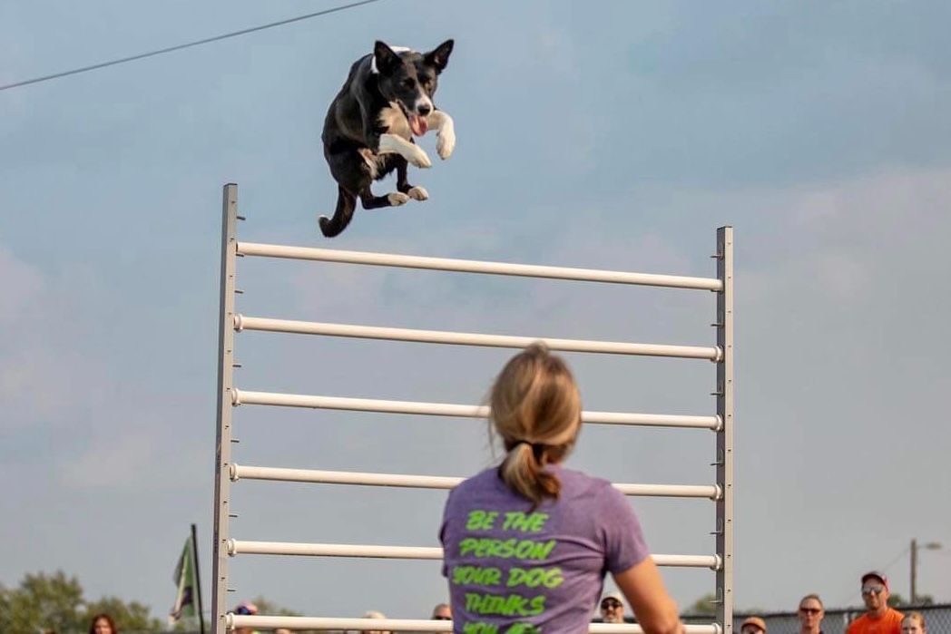 A woman in a purple shirt is watching a dog jump over a hurdle.