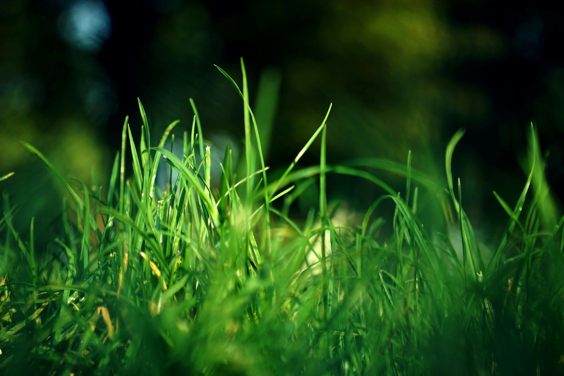 Lush green grass blades, close-up, with a blurred dark background.