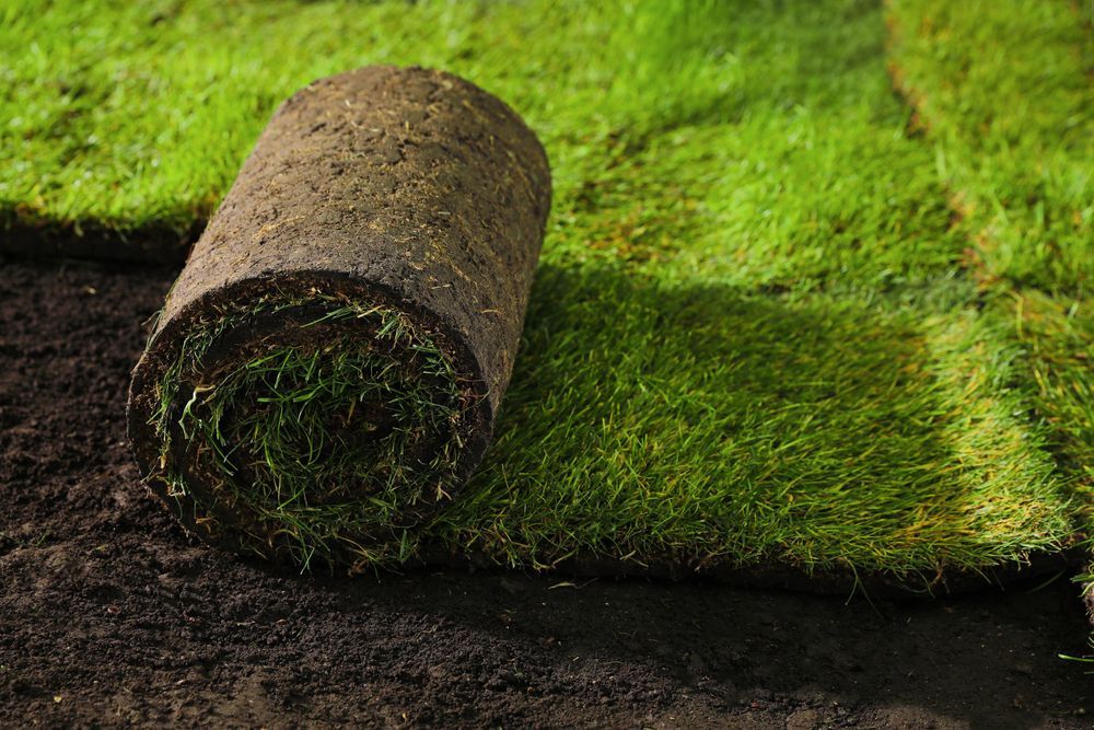 Roll of sod grass beside other rectangular sod pieces, dark soil.